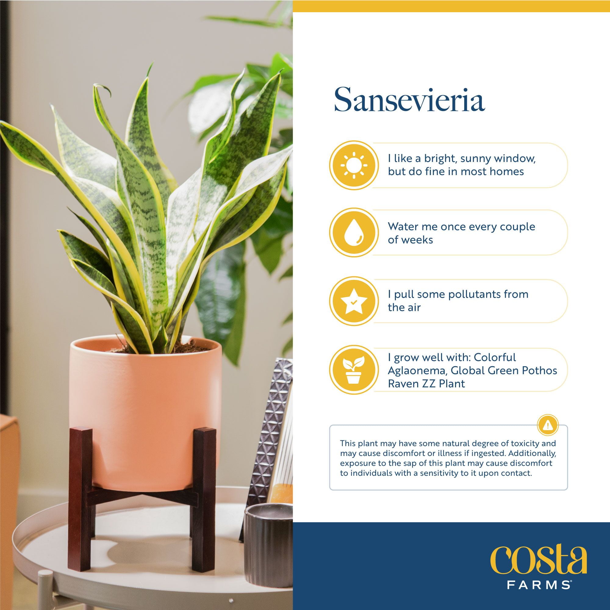 Costa Farms 12" Snake Plant Zeylanica Live Plants in 5" Self-Watering Planter