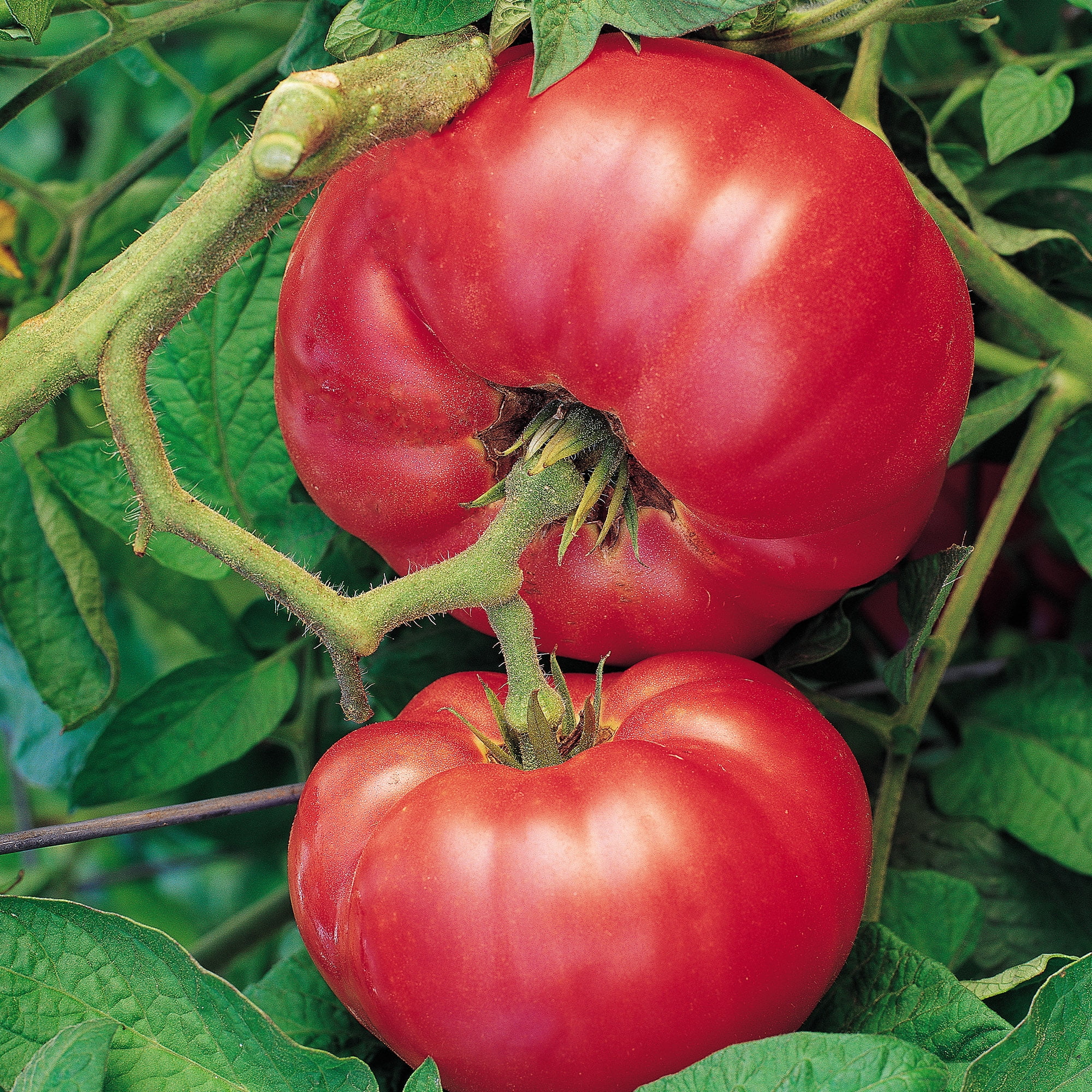Burpee Heirloom Vegetable Garden Starter Garden Vegetable Seed Collection, 1-Pack