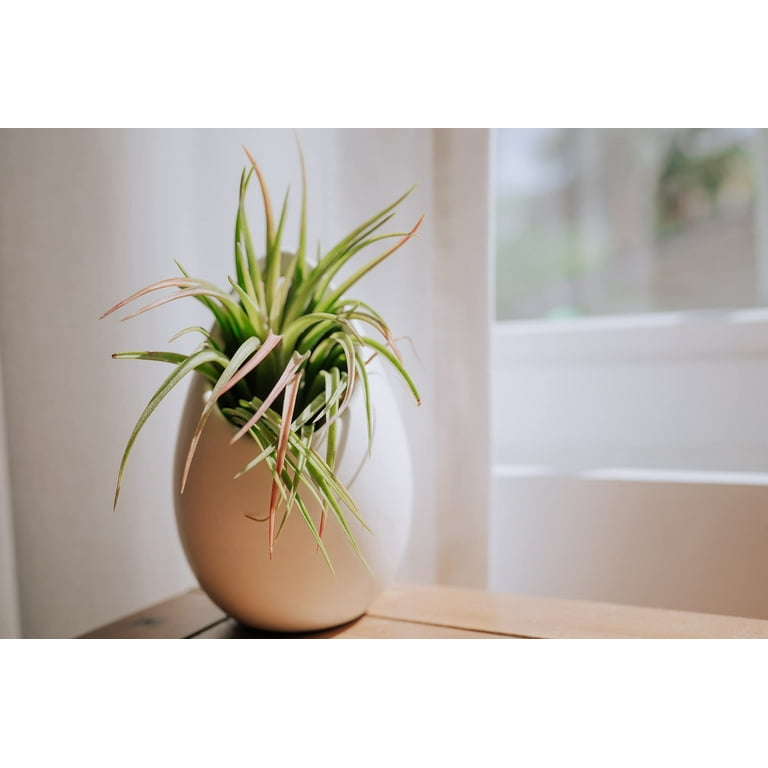 hanging plant macrame Macrame Hanging Planter with Wood Base Natural main image 1