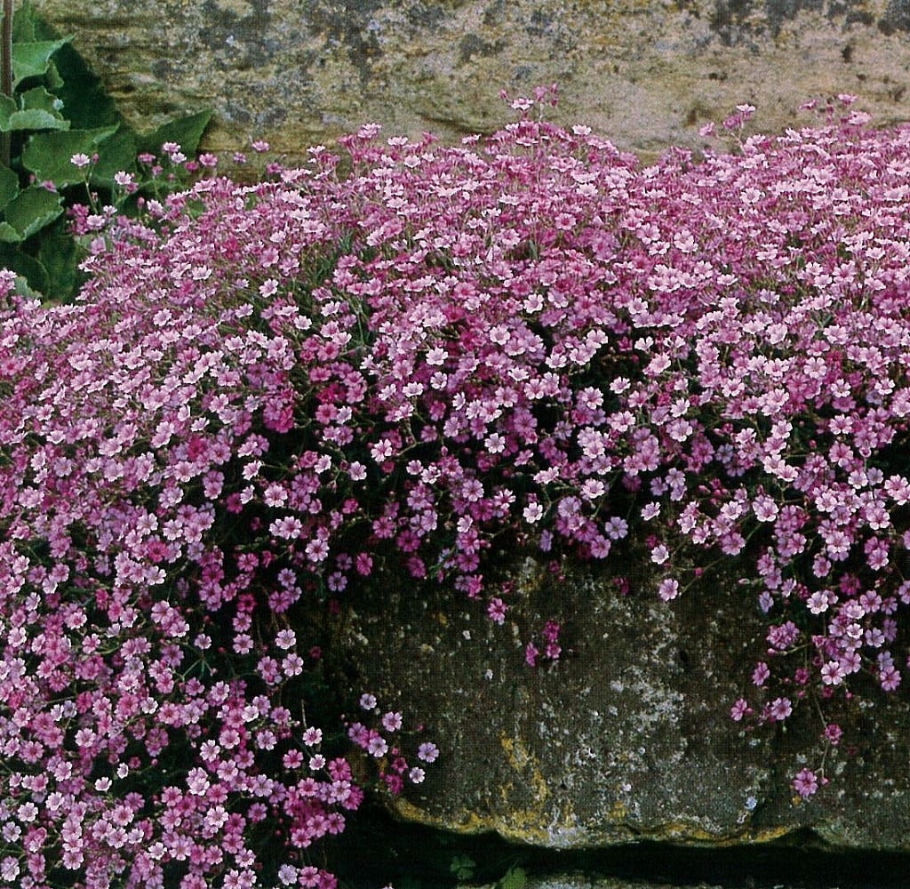 breath gypsophila pink repens rosea creeping plants babies quart pot plant flowers babys garden walmart