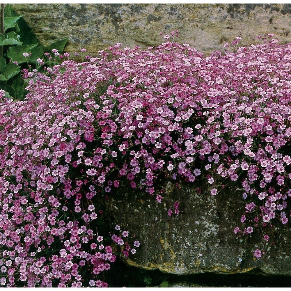 Pink Creeping Babies Breath Plants Gypsophila repens