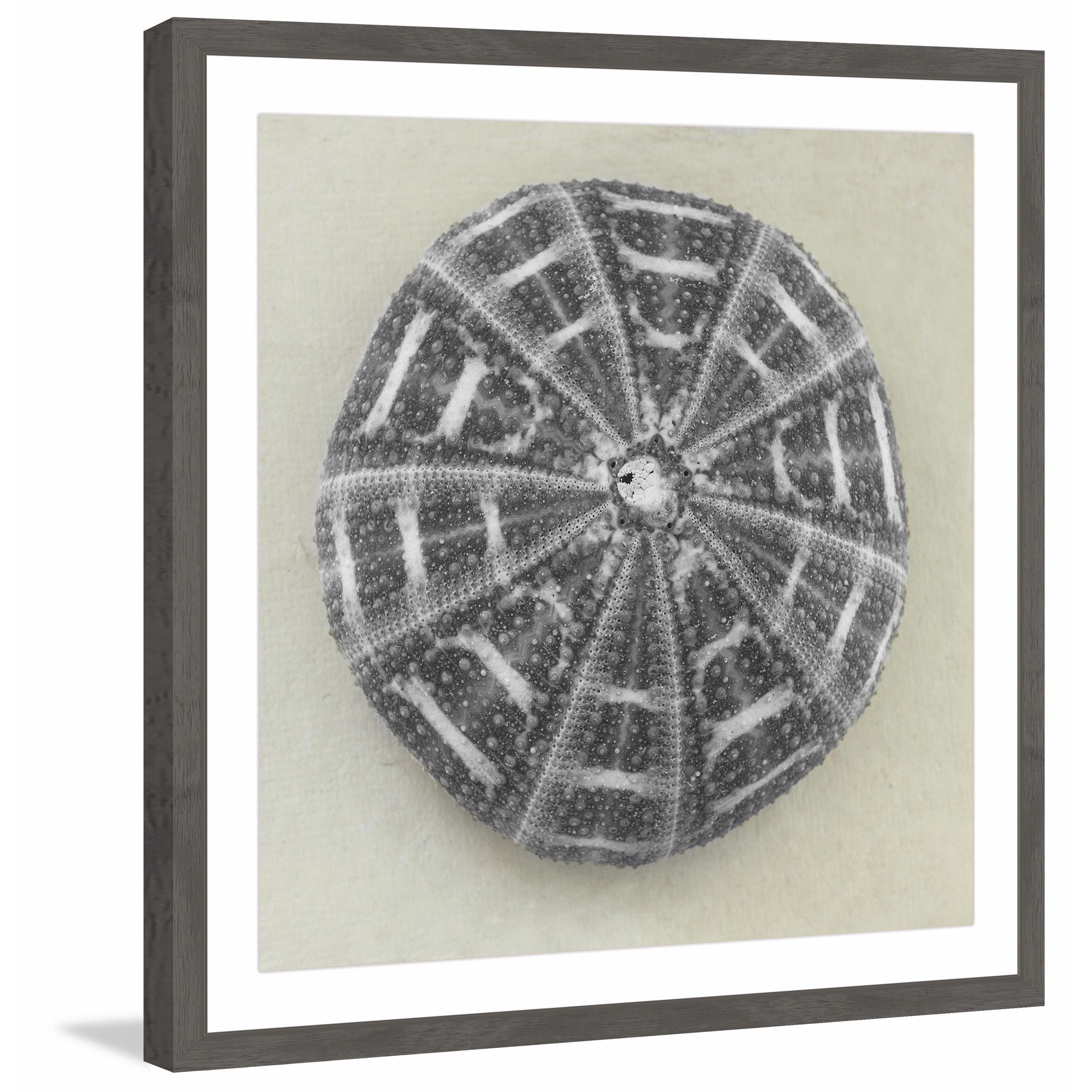 "Charcoal Sea Urchin" Framed Painting Print