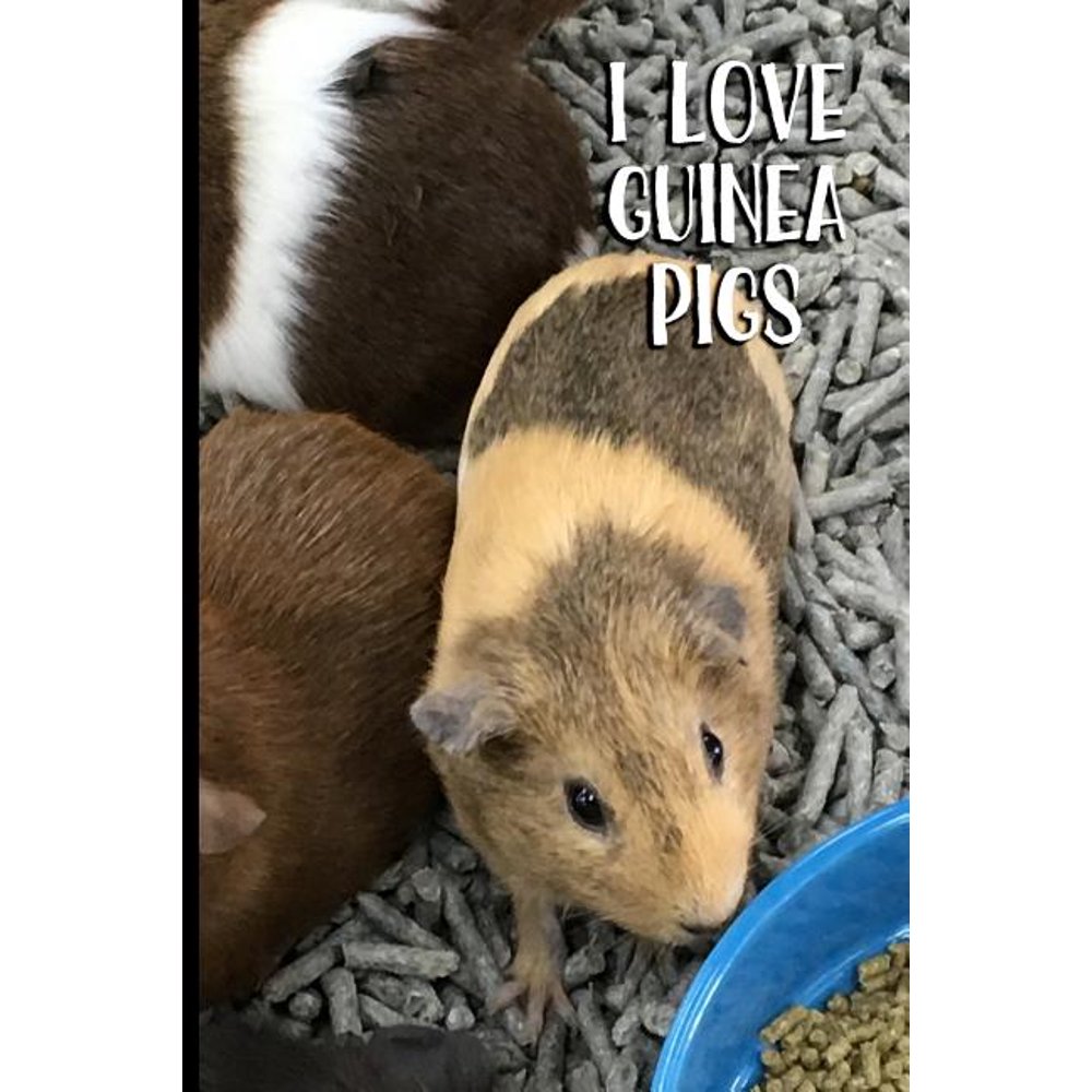 I Love Guinea Pigs