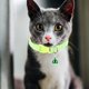 thumbnail image 4 of 6 collares para perros y gatitos, ajustables, decorativos, con cascabel, 4 of 8