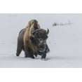 thumbnail image 2 of Illg, Cathy and Gordon 24x17 White Modern Wood Framed Museum Art Print Titled - Wyoming, Yellowstone NP Bison walking in snow, 2 of 4