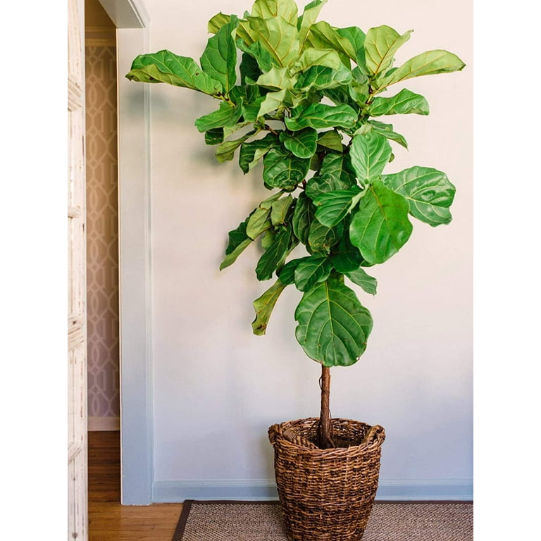 dracaena for sale Dracaena 'Sol'