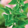 thumbnail image 3 of Burpee Organic Greek Oregano Herb Seed, 1-Pack, 3 of 6
