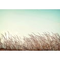 thumbnail image 2 of PhotoINC Studio 24x18 White Modern Wood Framed Museum Art Print Titled - Retro Grass, 2 of 4