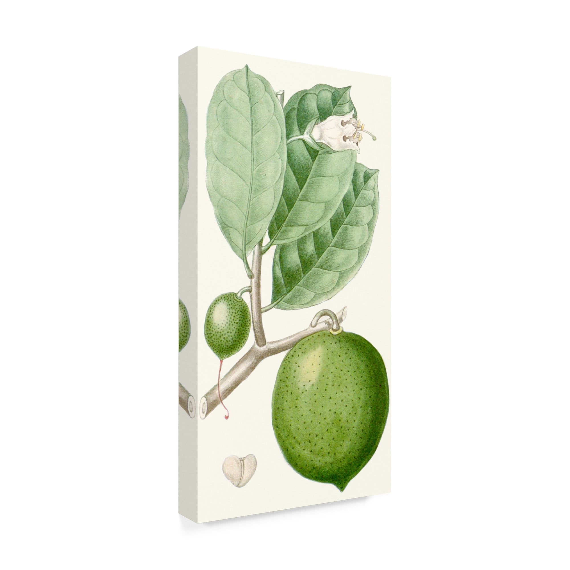 Turpin Fruit III' Canvas Art by Turpin