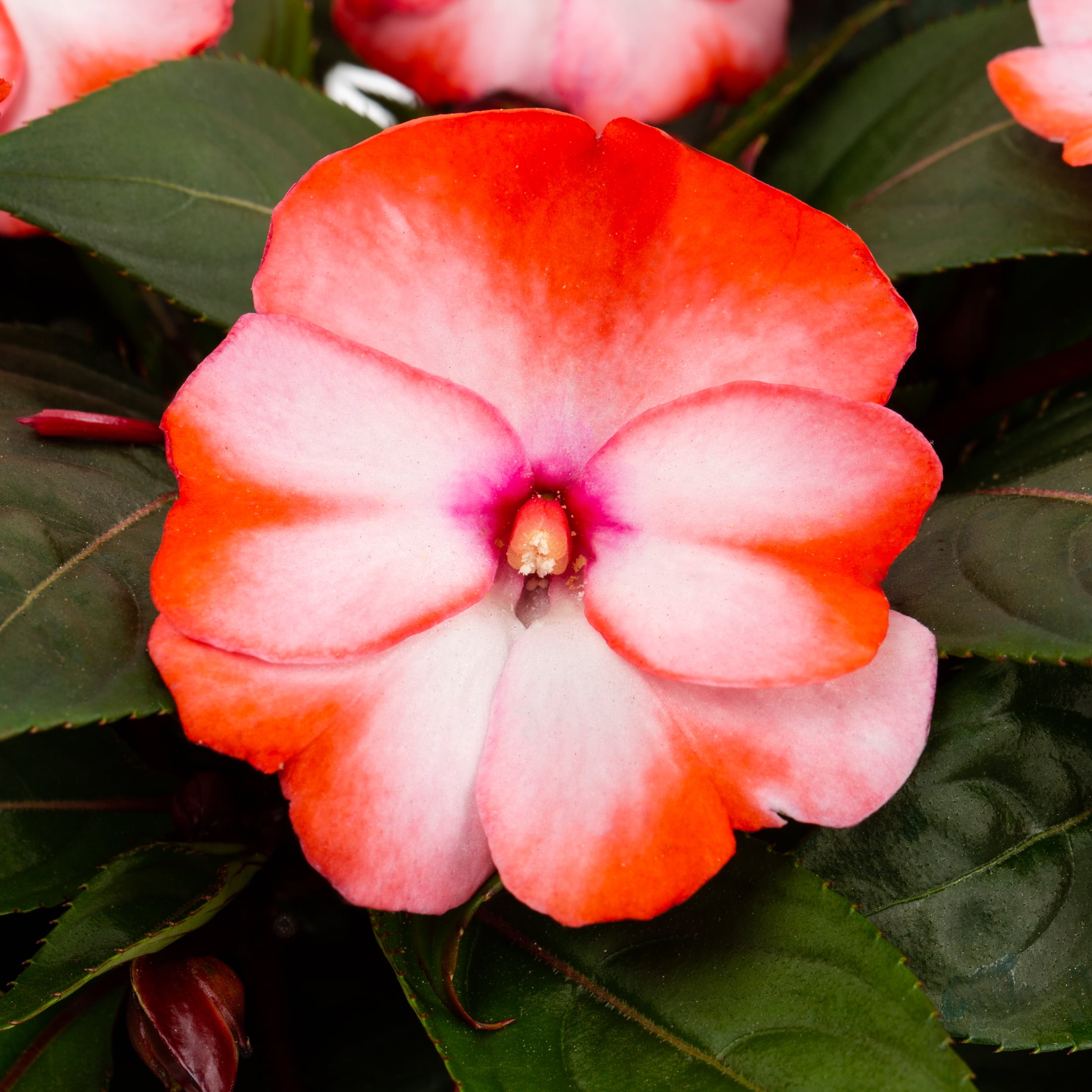 Expert Gardener New Guinea Impatiens 1.5G Multi-color Live Plants