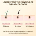 thumbnail image 3 of LANBENA Lash Serum, Rapid Eyelash Growth Serum, Lash Serum for Eyelash Growth Thickness, Stronger, Healthier Lashes & Brows, 4ml, 3 of 9