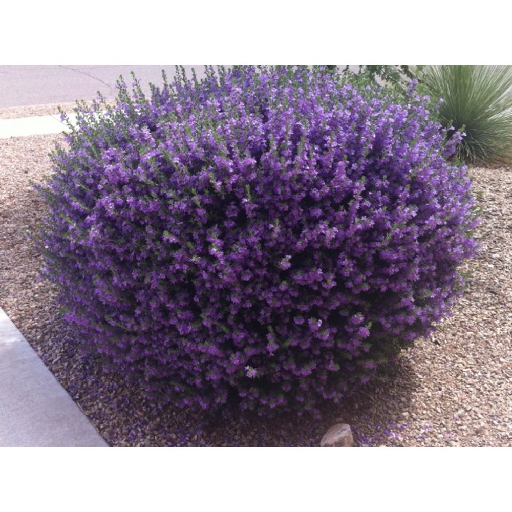 Expert Gardener 3gl Texas Sage Bush