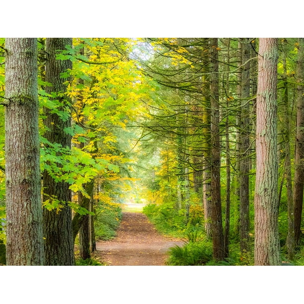 Evergreen Trees Washington