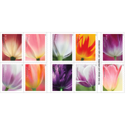 10 Tulip Blossoms USPS Forever Postage Stamp US First Class Flower Spring Wedding Holiday Celebrate Announcement Party (10 Stamps)