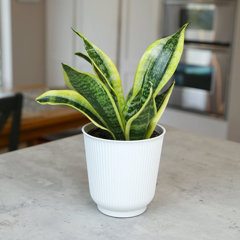 Superba Snake Plant, Clean Air Houseplant | 4.25 in Decor Pot; Full Sun |  Element by Altman Plants - Walmart.com