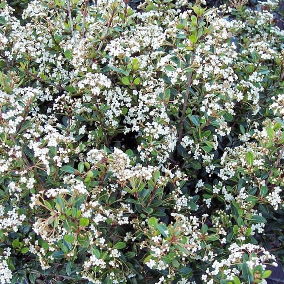 Viburnum Densa