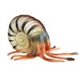 thumbnail image 1 of Simulation Sea Animals Model for Kids Nautilus Marine Animals Ornaments Model Plastic Ocean Animals Decor, 1 of 7