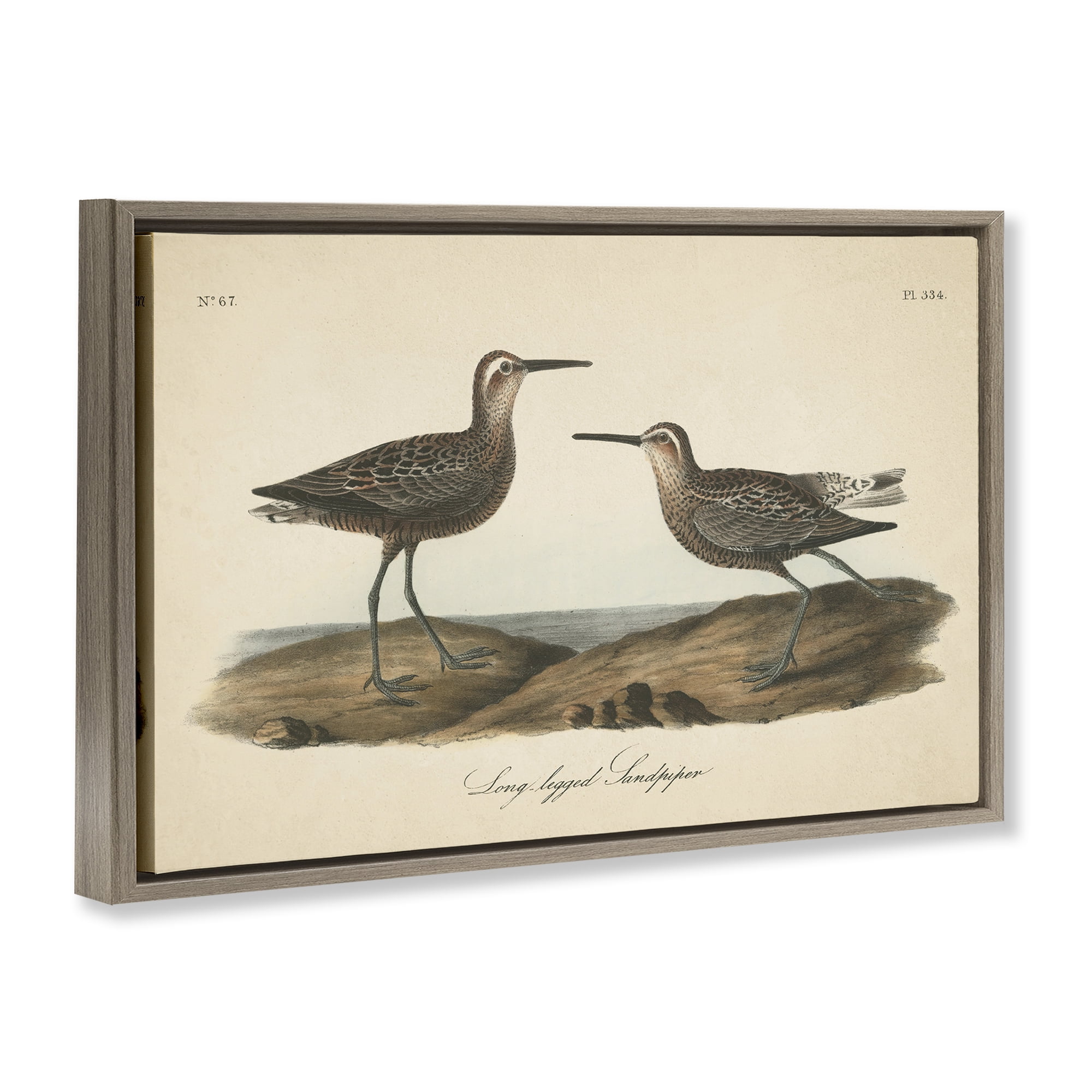Stupell Industries Long Legged Sandpiper Animals & Insects Painting Brown Floater Framed Canvas Art Print Wall Art, 31 x 21