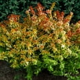 thumbnail image 6 of Southern Living Abelia Kaleidoscope Live Shrub in 2-Gallon Grower Pot, 6 of 11
