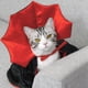 thumbnail image 3 of Disfraz de perro diablo con capa espeluznante, alas de murciélago y accesorios divertidos E2R1, 3 of 8