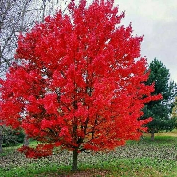 3 Sourwood Tree Seedlings for Planting 1-2 Feet Tall Live Tree Plants Stunning Red Leaves and White Flowers