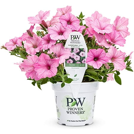 Proven Winner Outdoor Live Plant Part Sun 1.56PT Petunia