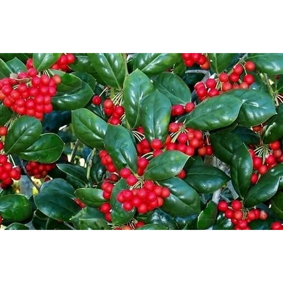 Dwarf Burfordi Holly Ilex 1 Extra Large 3 Gallon Plant Ilex cornuta 'Dwarf Burfordi' Lush Evergreen Shrub Ideal for Borders and Hedges