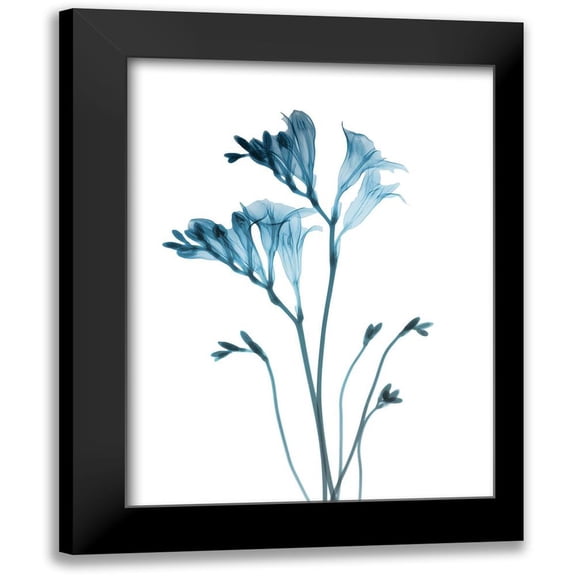 Koetsier, Albert 12x14 Black Modern Framed Museum Art Print Titled - Blue Freesia
