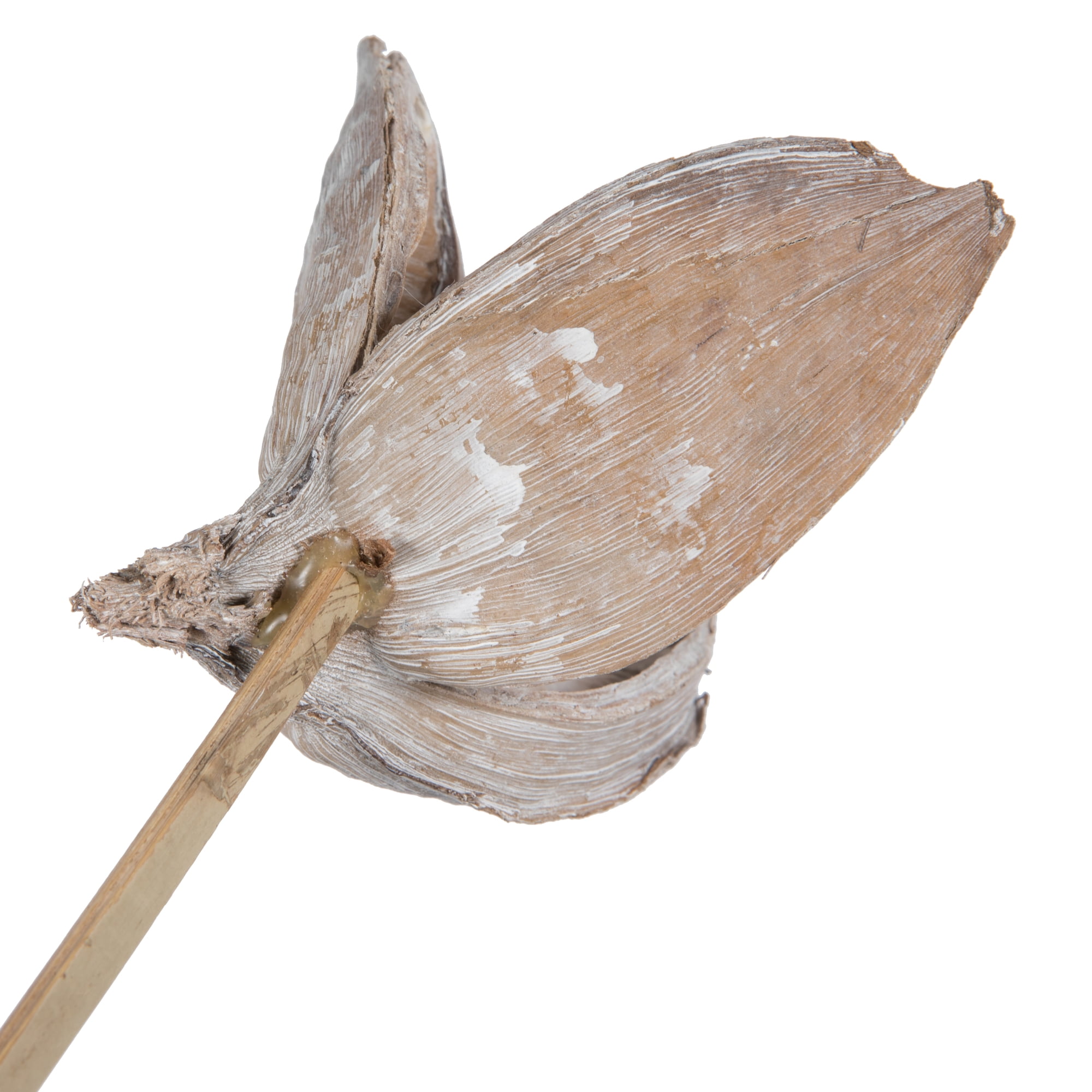 Vickerman 16" White Wash Sora Pod attached to a Wood Stem.  Includes 5 Stems per Pack, Dried