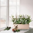 thumbnail image 4 of Puleo International 11 in. Lambs Ear Centerpiece with Twigs & Greenery Leaves in Wood Planter, 4 of 5
