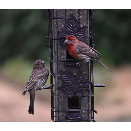 Laminated Poster Sparrows Birds Bird Feeder Poster Print 24 X 36