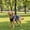 B, variant on Dog Camouflage Print Vest - Lightweight and Breathable Mesh Shirt for Small and Medium Dogs and Cats