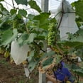 thumbnail image 4 of 50 Pcs Fruit Plants Flowers Seeds Protection Netting Bags Prevent Birds Bugs, 4 of 5