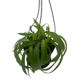 thumbnail image 4 of Green Bonnie Curly Spider Plant  Cleans the Air - 6" Hanging Basket, 4 of 4