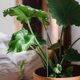 thumbnail image 4 of WEUVEB 10Ud Soporte Fijo Para Plantas Pequeñas Con Práctico Y Color, 4 of 8