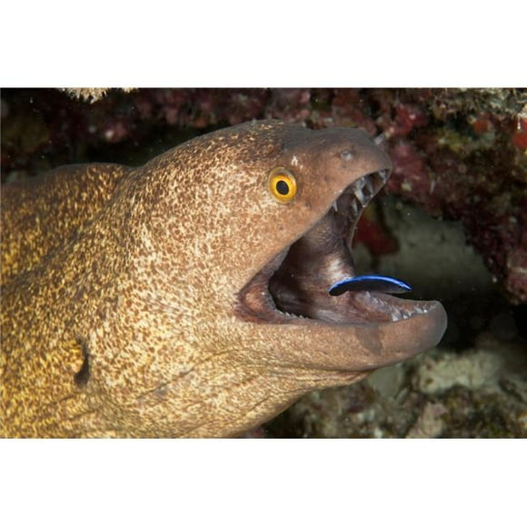 StockTrek Images PSTMME400067U Giant Moray Eel & Cleaner Wrasse Ari & Male Atoll Maldives Poster Print, 17 x 11