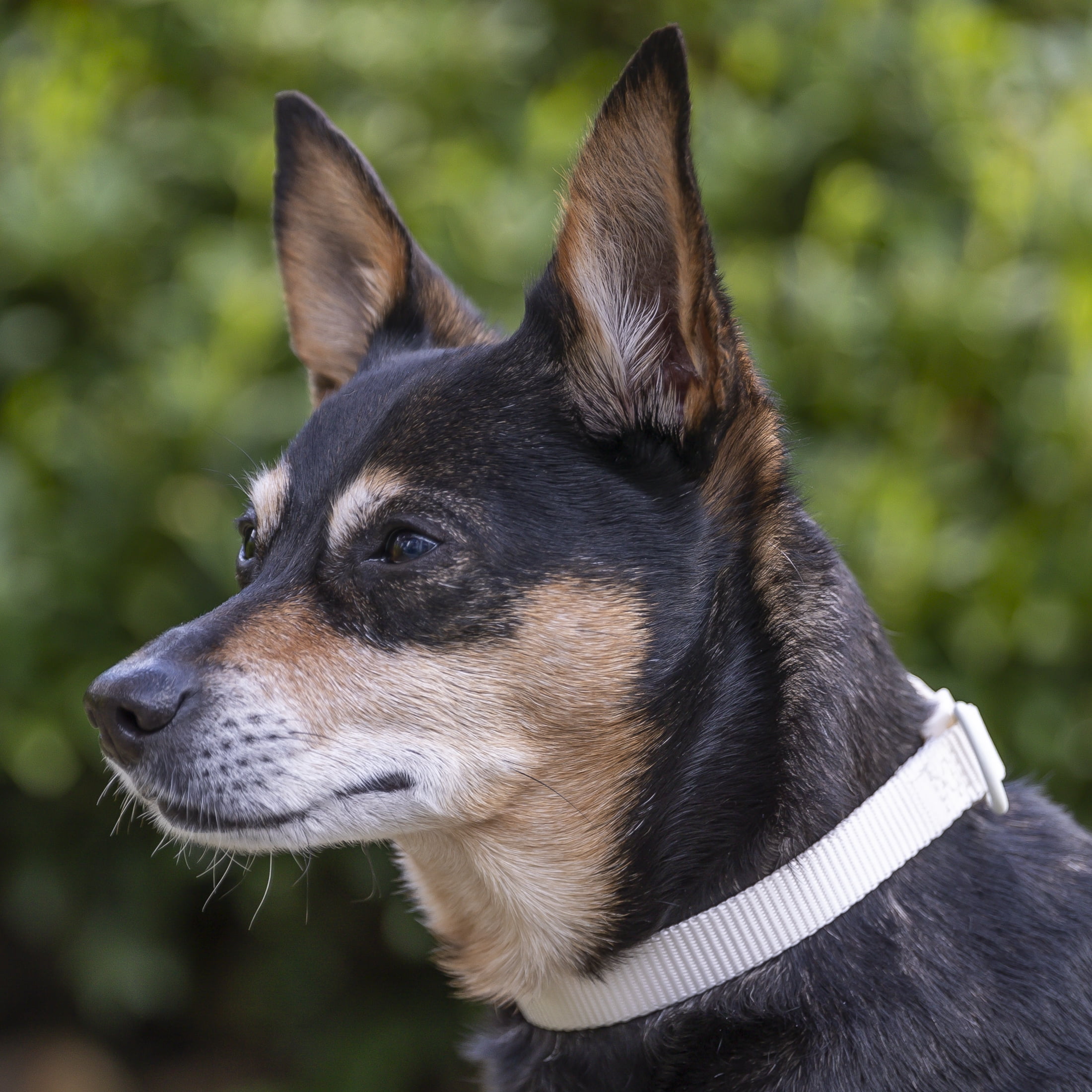 Vibrant Life Solid Adjustable Dog Collar, Cream, Small