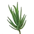 thumbnail image 3 of Mainstays 6.5" Artificial Green-Striped Agave Succulent Pick, 3 of 5