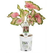 Proven Winners 4.5 in. Quart Heart to Heart Heart and Soul (Caladium) Live Plant, Red Foliage