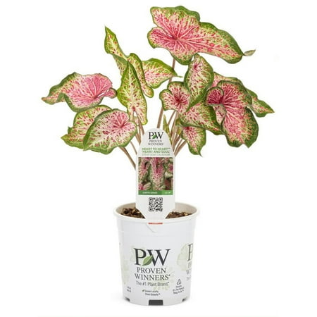 Proven Winners 4.5 in. Quart Heart to Heart Heart and Soul (Caladium) Live Plant, Red Foliage