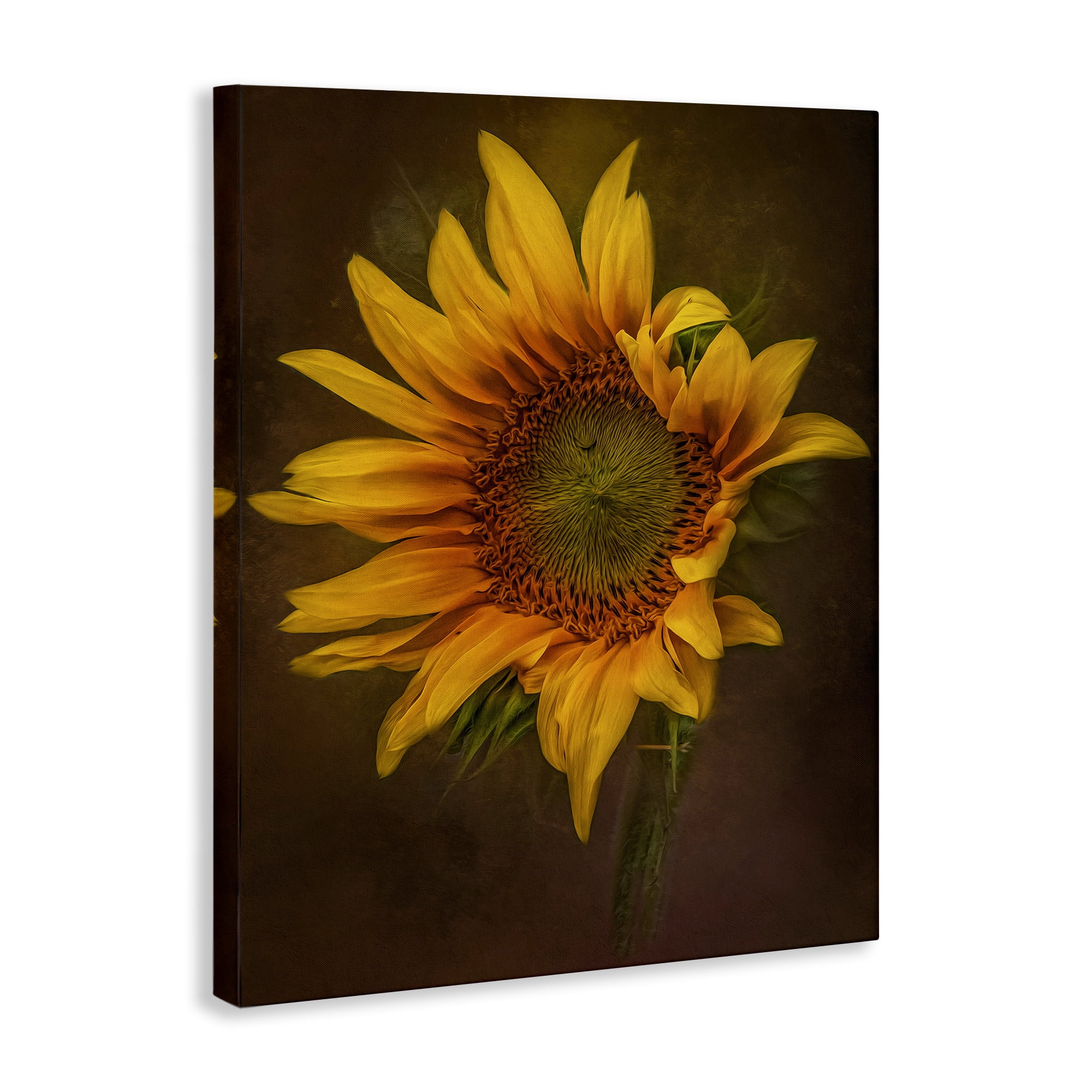 Stupell Industries Curling Petals Sunflower Plants & Flowers Painting Wrapped Canvas Art Print Wall Art, 36 x 48