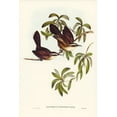 thumbnail image 2 of Gould, John 13x18 White Modern Wood Framed Museum Art Print Titled - White-eyebrowed Pomatorhinus-Pomatorhinus superciliosus, 2 of 4