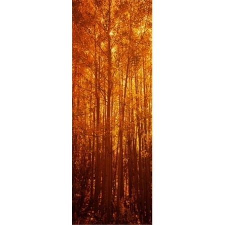 Aspen trees at sunrise in autumn  Colorado  USA Poster Print by  - 12 x