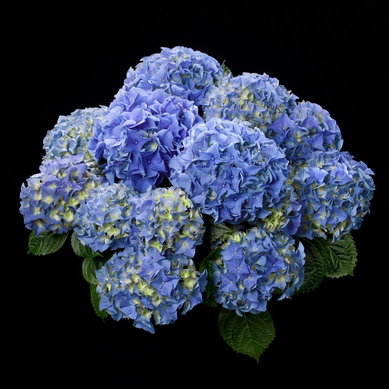 Expert Gardener 2.5QT Filtered Sun Flowering Hydrangea Shrub