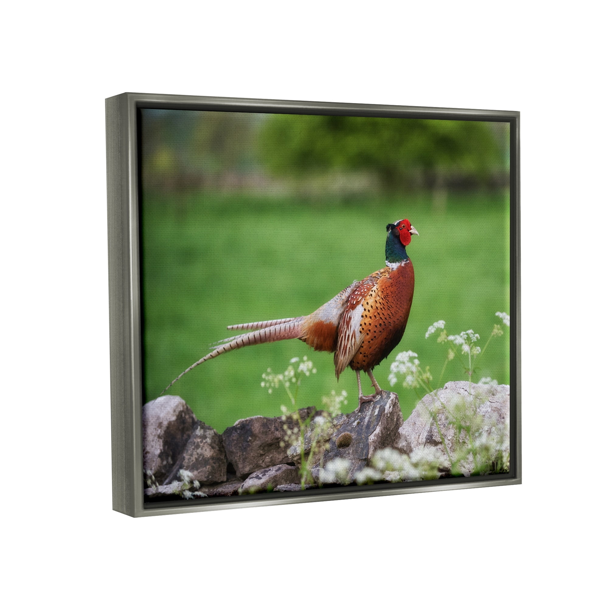 Stupell Industries Pheasant Strolling Lush Grassland Rural Nature Landscape Photograph Luster Gray Floating Framed Canvas Print Wall Art, Design by James Dobson