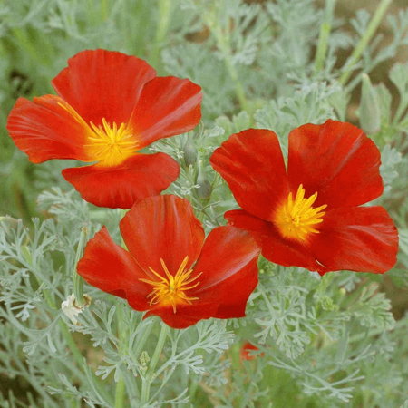 Everwilde Farms - 1000 Red Chief California Poppy Garden Flower Seeds - Gold Vault Jumbo Bulk Seed
