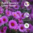 thumbnail image 3 of Created By Nature, New England Aster Seeds, Pink and Purple Perennial Flower Seeds, Non-GMO, Pollinator Friendly, 2,500 Seeds, Covers Up to 93 sq. ft. (Symphyotrichum novae-angliae), 3 of 6
