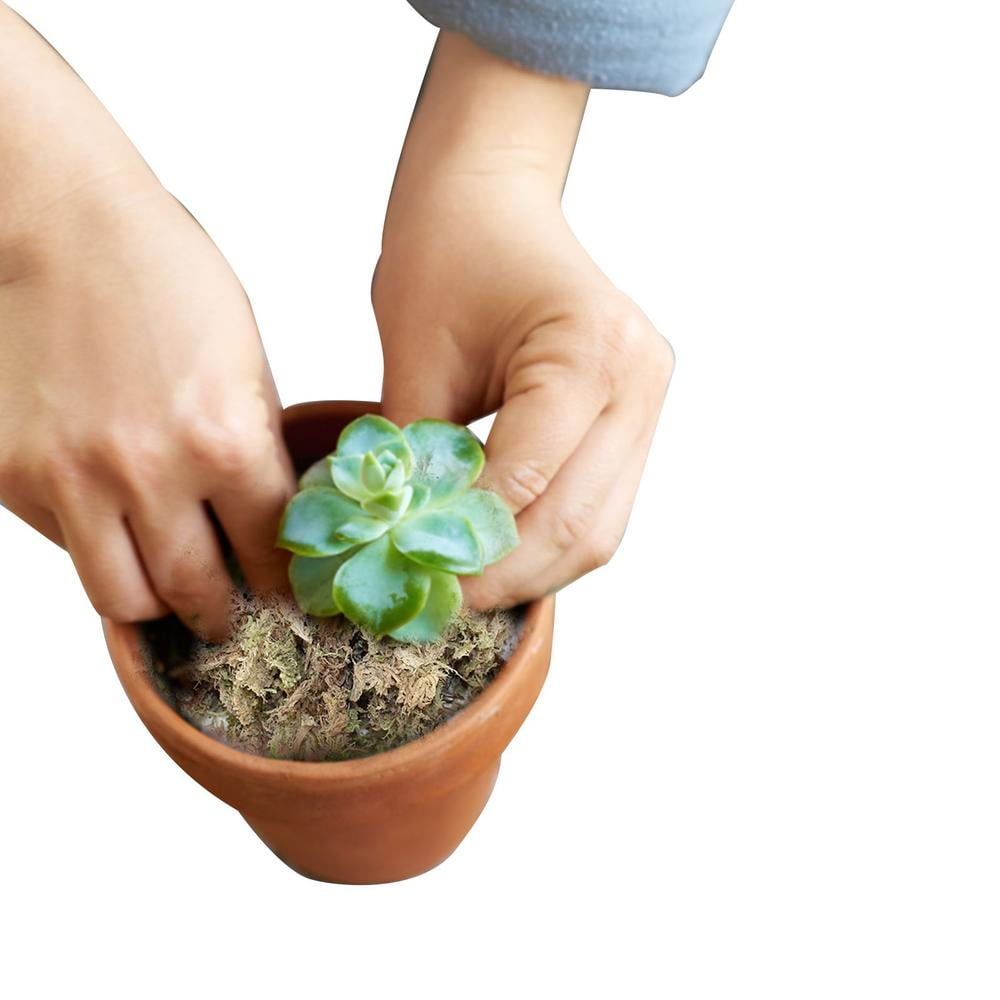 IMSHIE Sphagnum Moss for Plants Potting Mix Soil for Plants Flowers