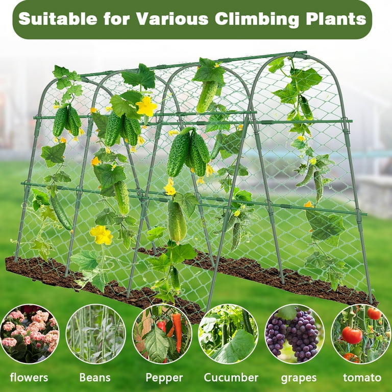 buy calamondin tree Calamondin Citrus Tree 60-80cm 5L – Web Garden Centre main image 0