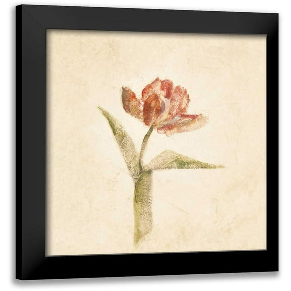 Blum, Cheri 12x12 Black Modern Framed Museum Art Print Titled - Flaming Parrot Tulip on White Crop